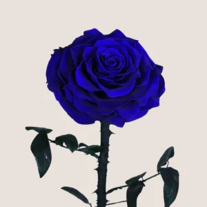 Blue Forever Rose