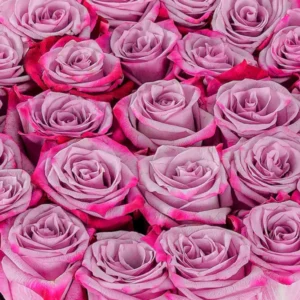 purple rose box
