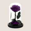 Purple Forever Rose
