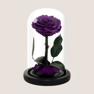 Purple Forever Rose