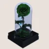 Green Forever Rose