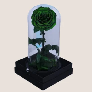 Green Forever Rose