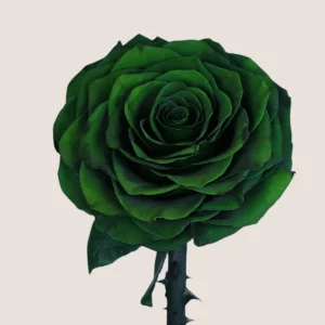 Green Forever Rose