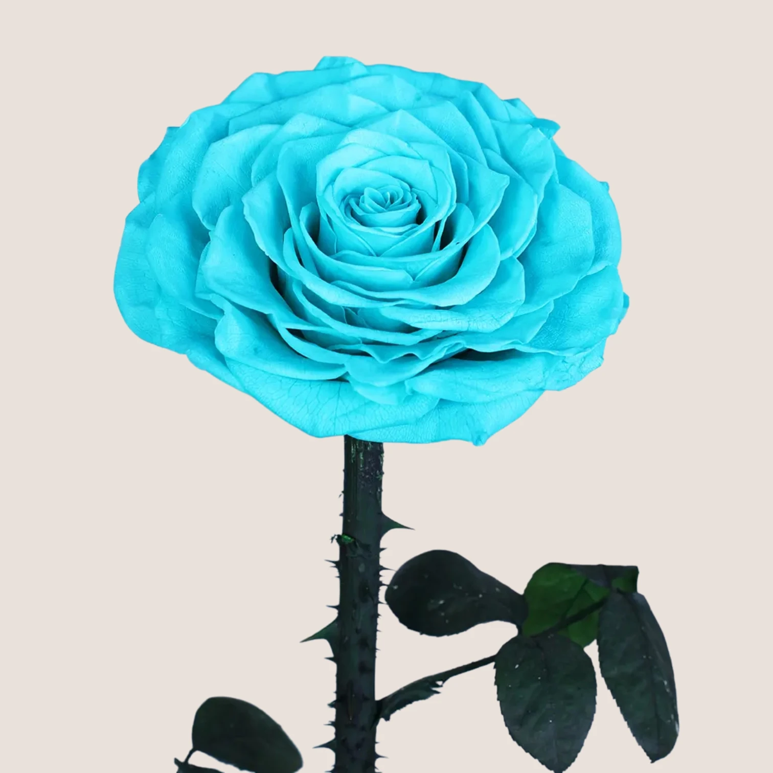 Sky Blue Forever Rose