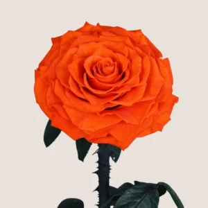 orange Forever Rose