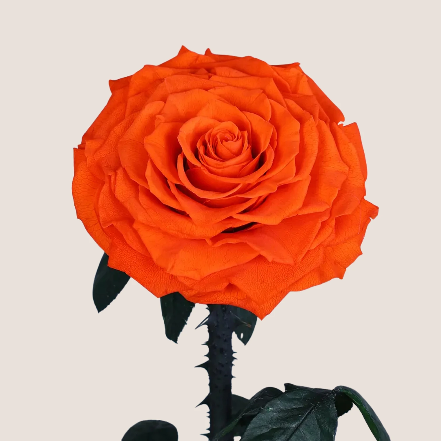 orange Forever Rose