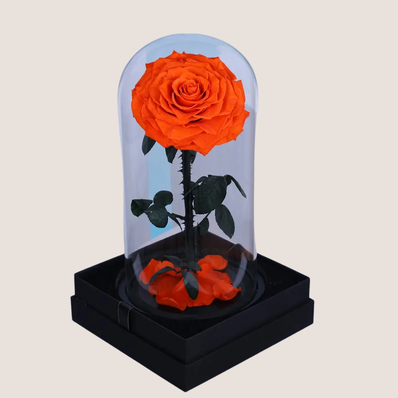 orange Forever Rose