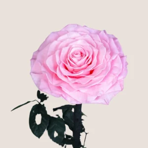 Pink Forever Rose