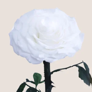 White Forever Rose