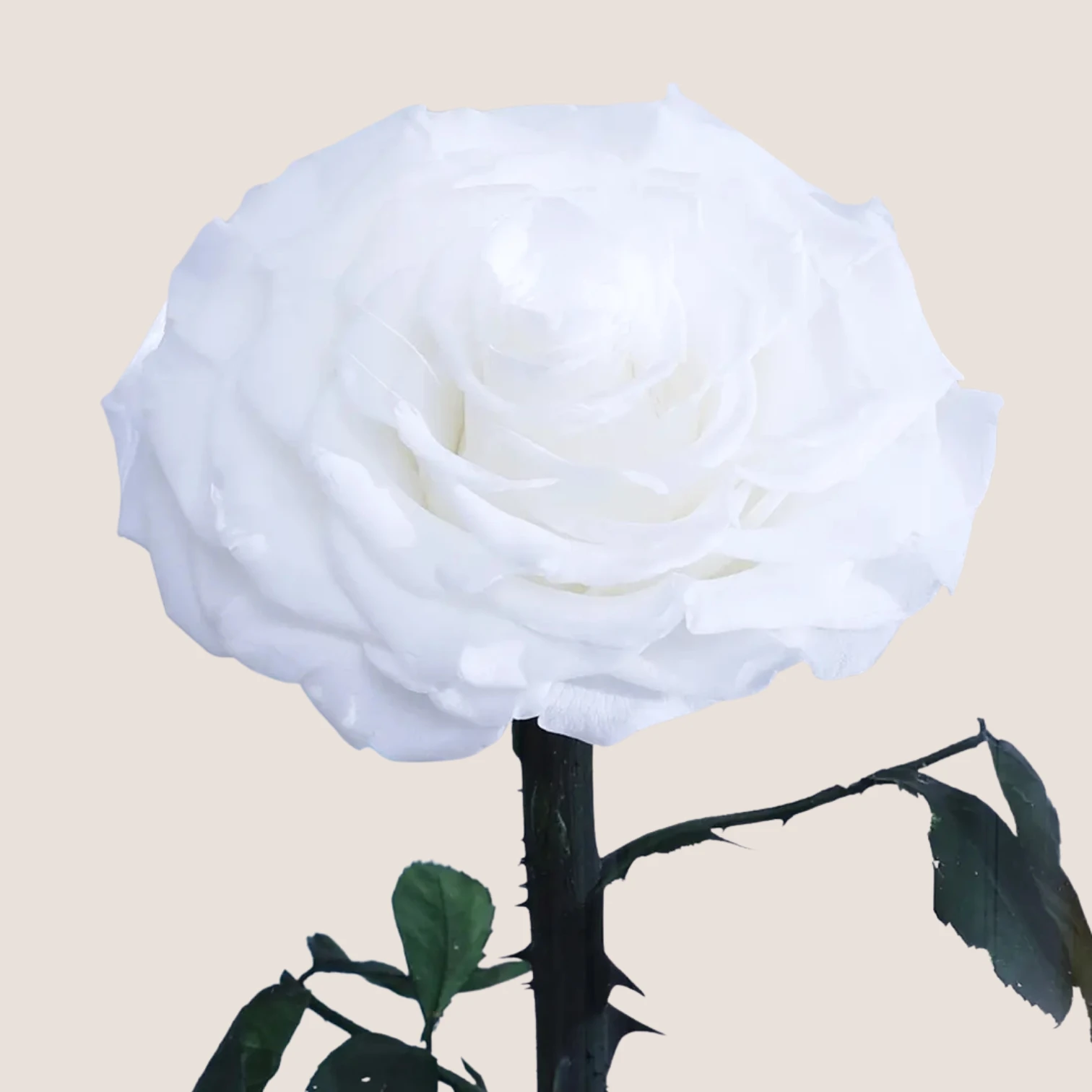 White Forever Rose