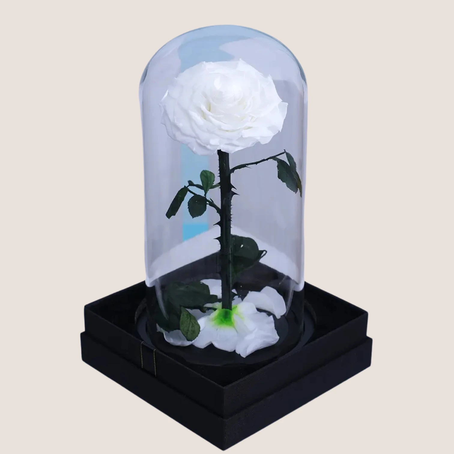 White Forever Rose