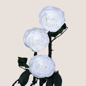 Triple White Forever Rose