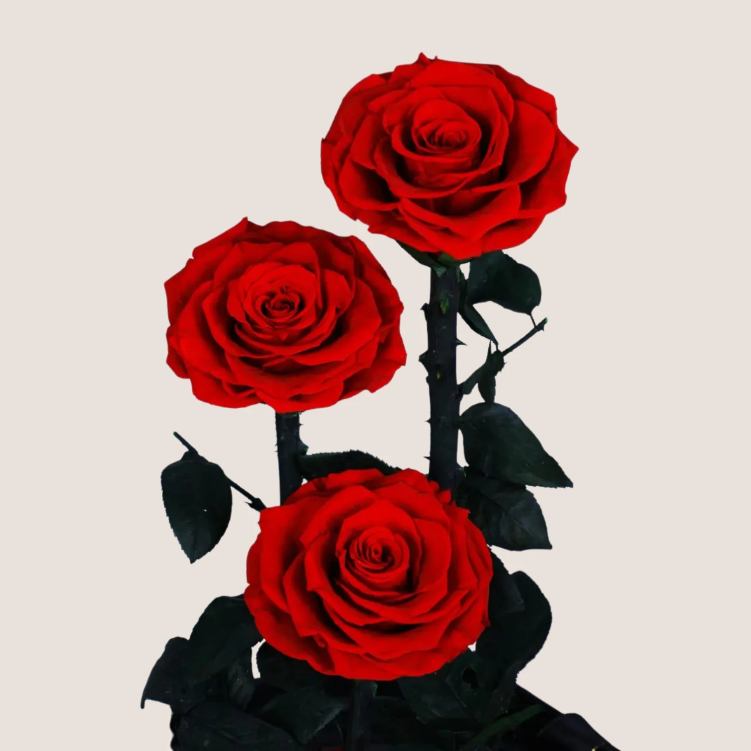 Triple Red Forever Rose