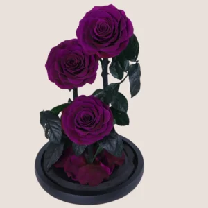 Triple Purple Forever Rose