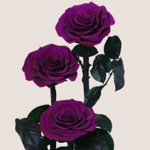 Triple Purple Forever Rose