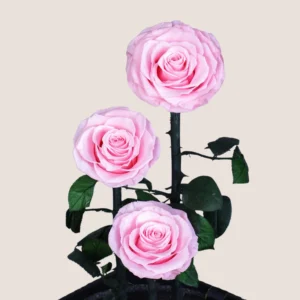 Triple Pink Forever Rose