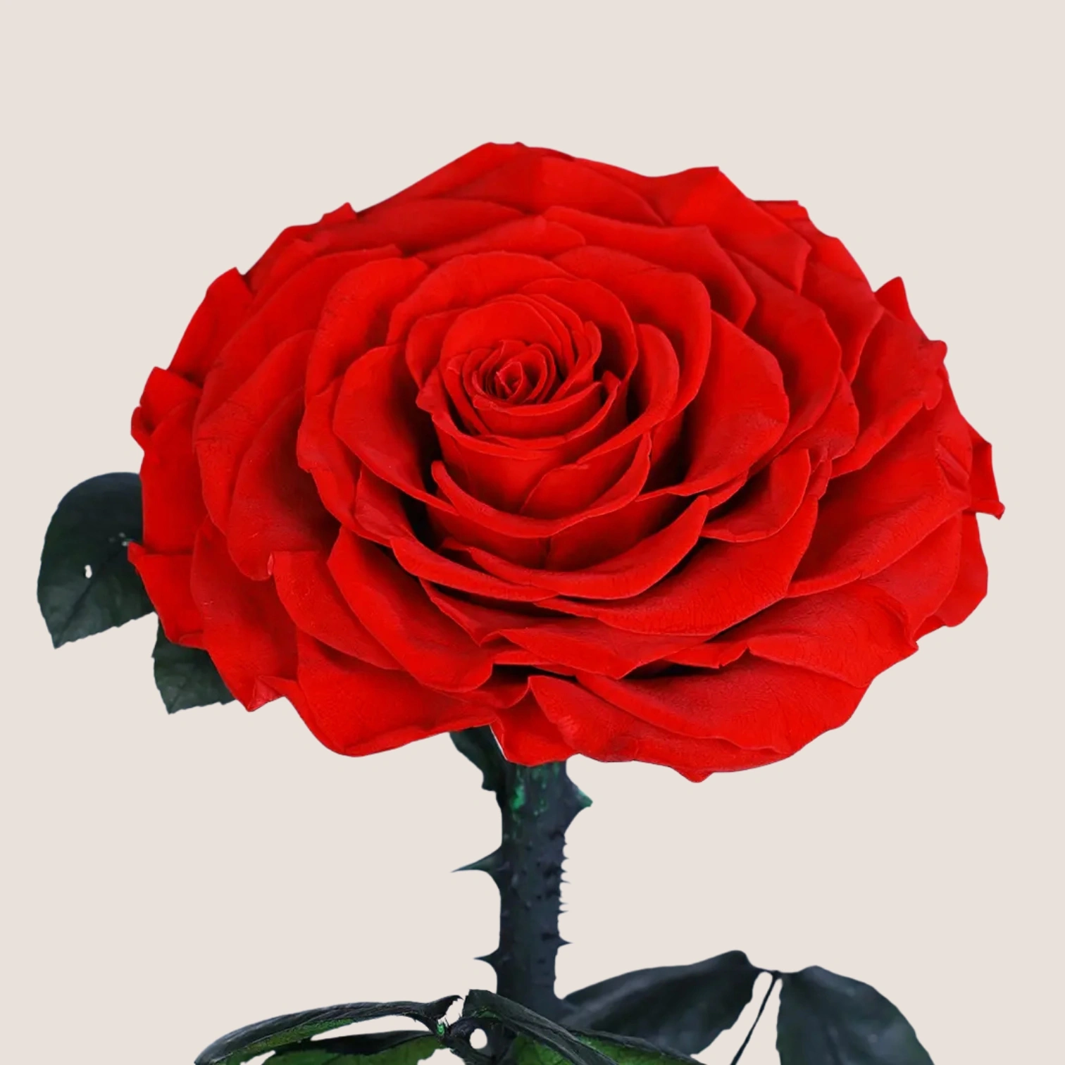 Red Forever Rose - Image 2