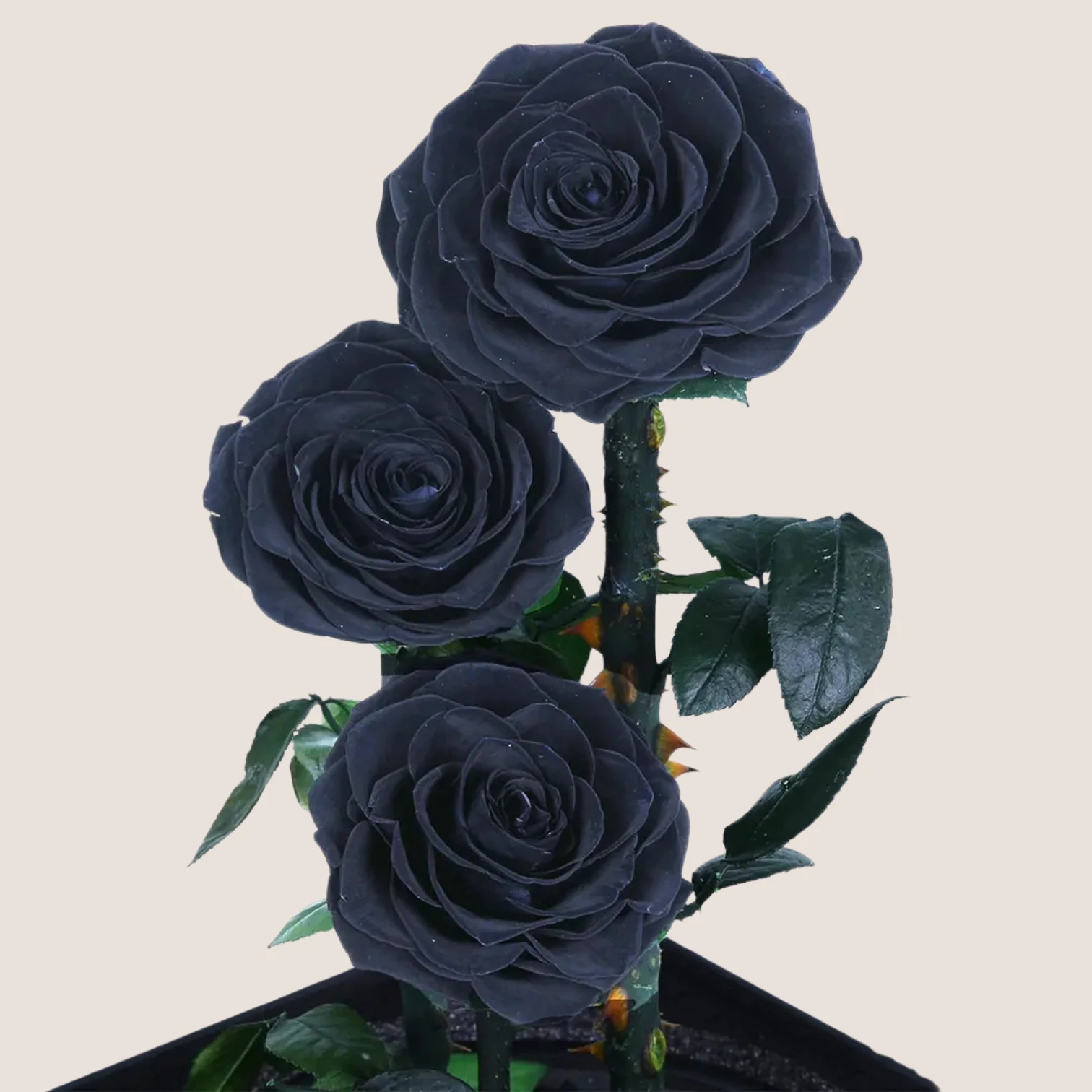 Triple Black Forever Rose