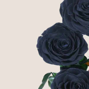 Triple Black Forever Rose