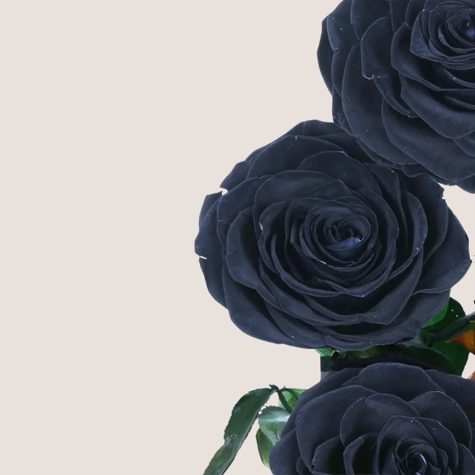 Triple Black Forever Rose