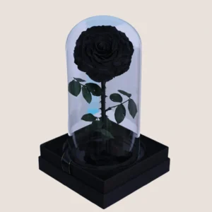 Black Forever Rose