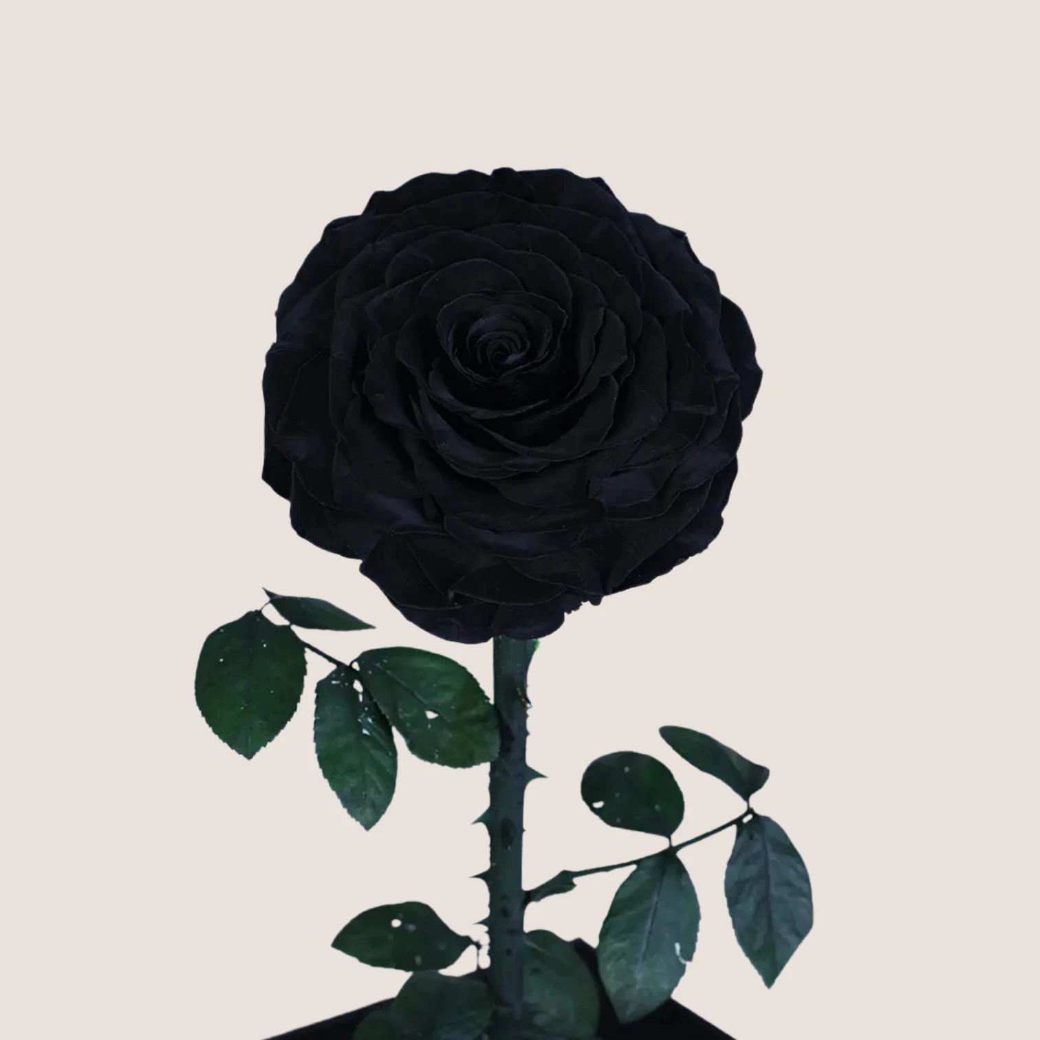 Black Forever Rose
